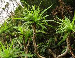 Imagem de Sonchus congestus Willd.