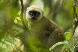 Image of White-fronted Brown Lemur