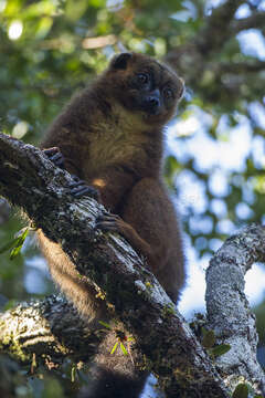 Image of Red-bellied Lemur