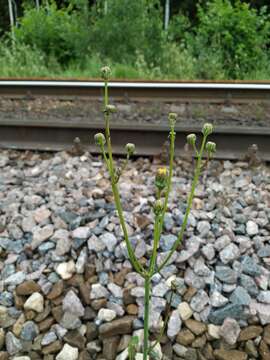 Plancia ëd Sonchus arvensis subsp. uliginosus (M. Bieb.) Nym.