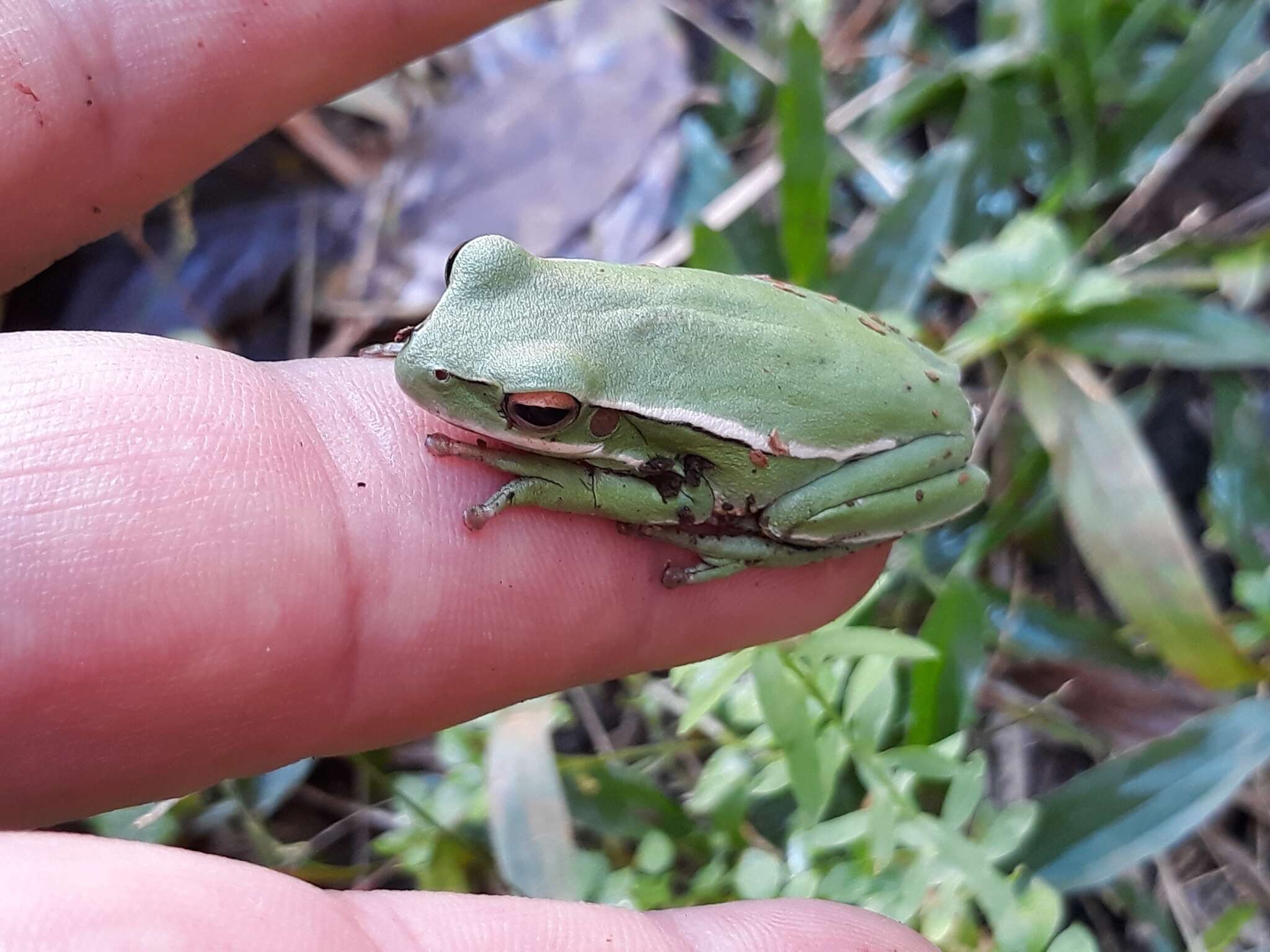 Imagem de Boana marginata (Boulenger 1887)