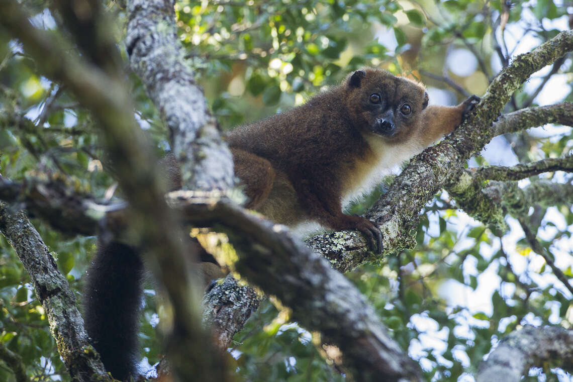 Image of Red-bellied Lemur