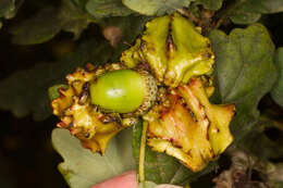 Image of Knopper gall wasp