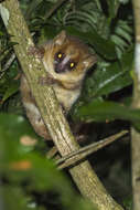 Image of Brown Mouse Lemur