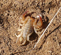 Euscorpius balearicus Caporiacco 1950 resmi