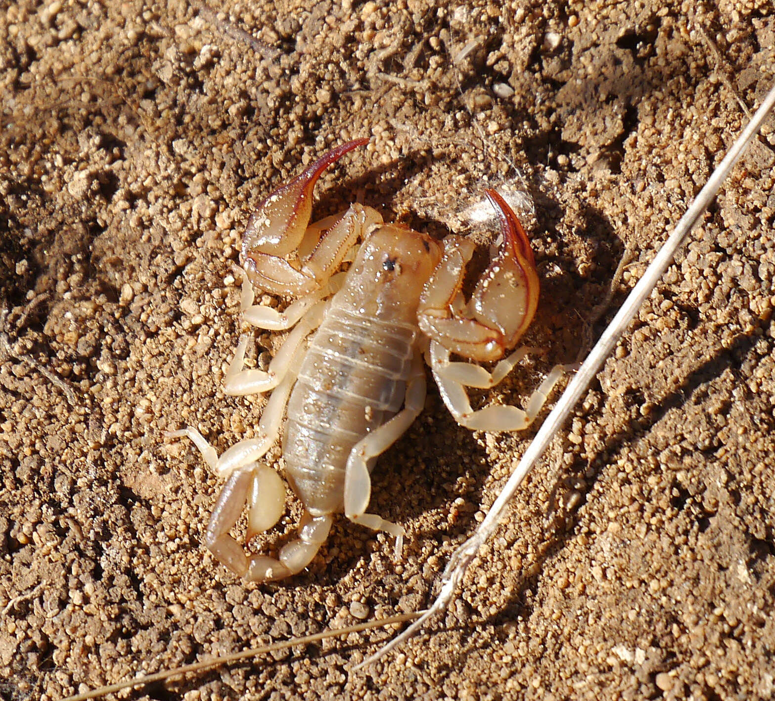 Euscorpius balearicus Caporiacco 1950 resmi