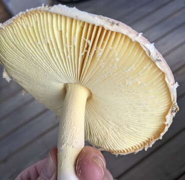 Image of Amanita wellsii (Murrill) Murrill 1920