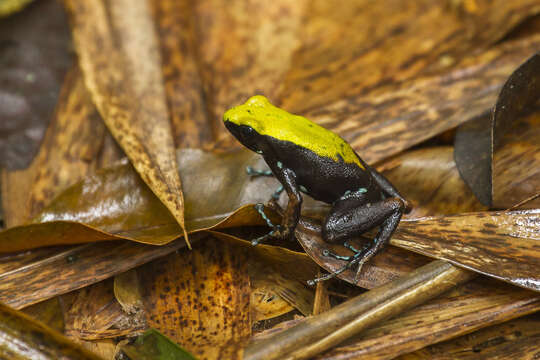 Image of Arboreal Mantella