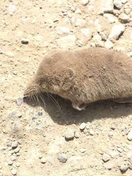 Image of Vagrant Shrew