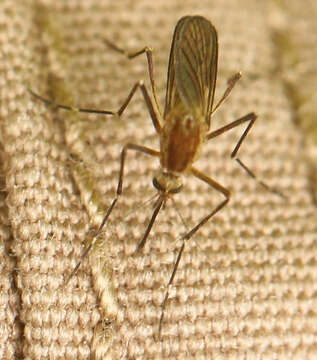 Image of Aedes canadensis (Theobald 1901)