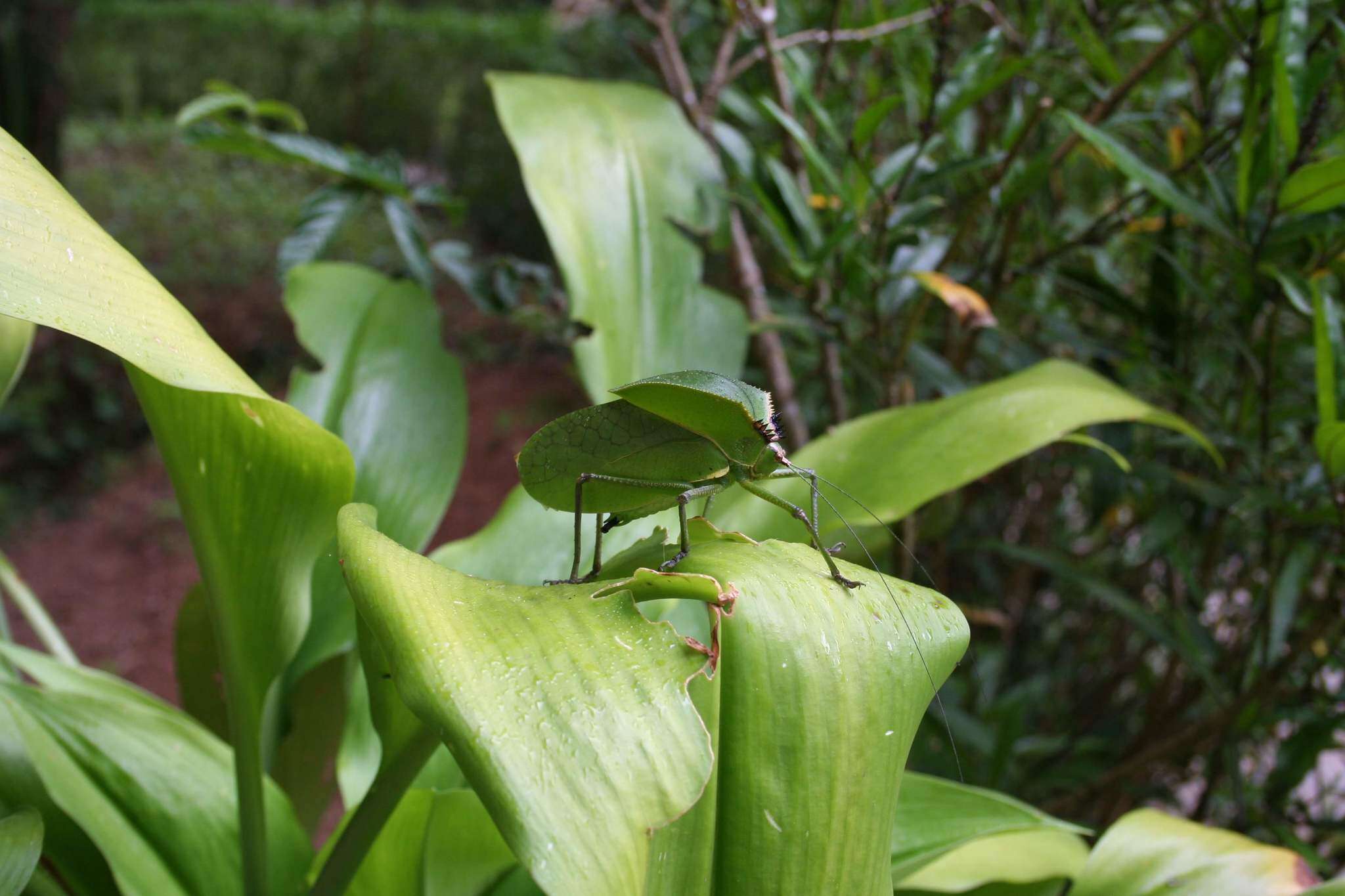 Image of Aspidonotus