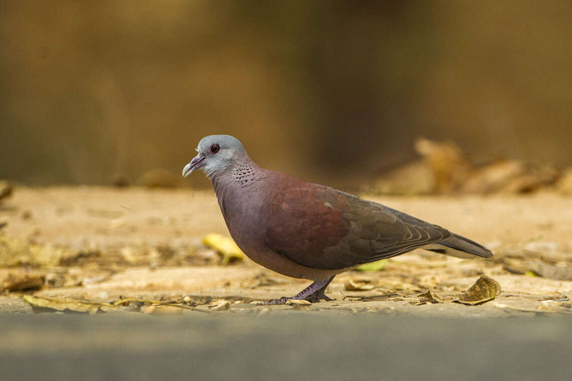 Image of Madagascar Turtle-Dove