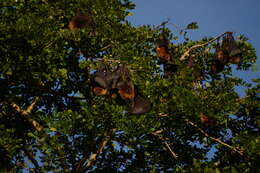 Image of Rodrigues Flying Fox