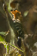 Imagem de Upupa marginata Cabanis & Heine 1860