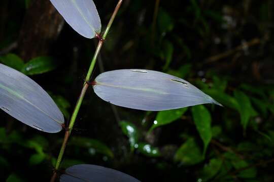 Image of Pariana campestris Aubl.