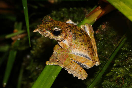 Sivun Litoria prora (Menzies 1969) kuva