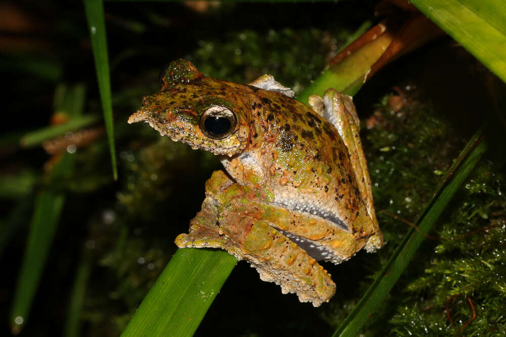 Litoria prora (Menzies 1969)的圖片