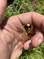 Image of Canadian Horseweed