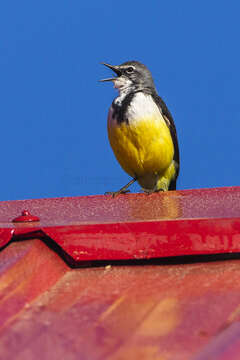 Image of Madagascan Wagtail