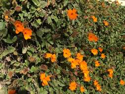 Image of Thunbergia gregorii S. Moore