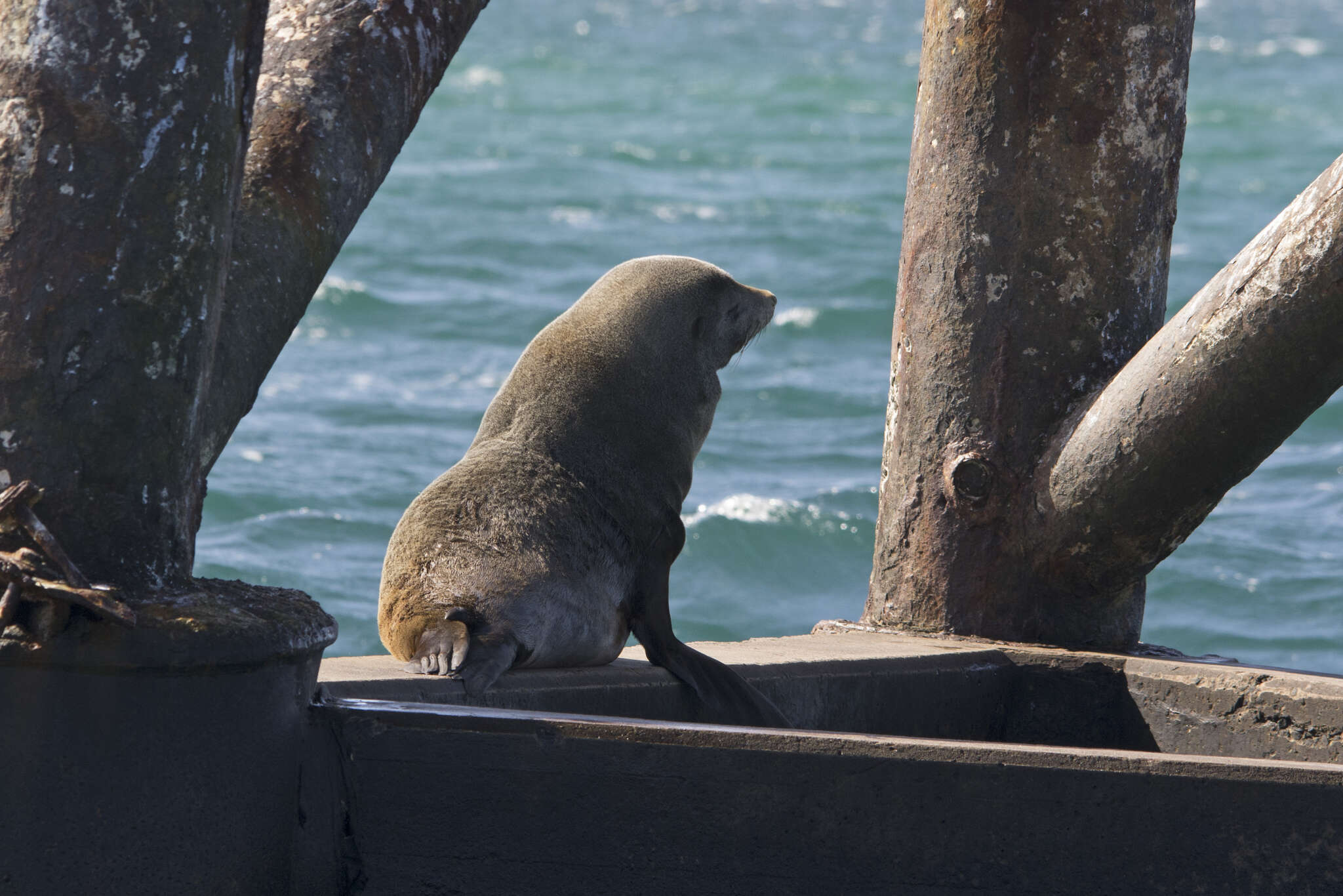 Image of Afro-Australian Fur Seal