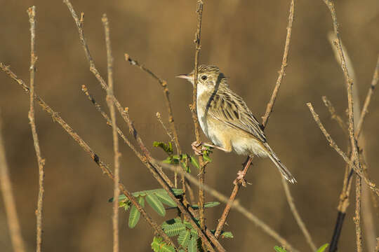 Image of Madagascan Cisticola