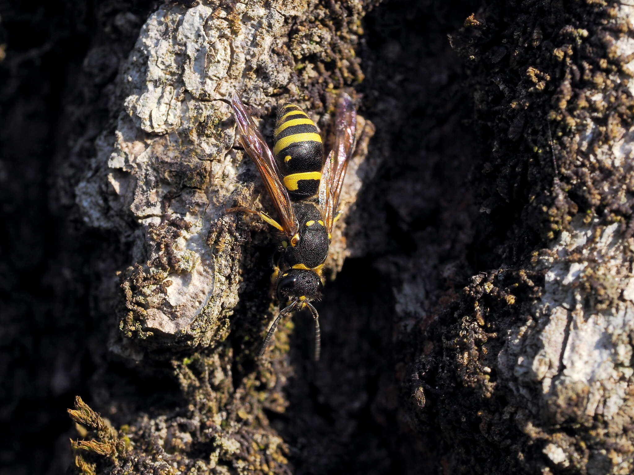 Image of Ancistrocerus nigricornis (Curtis 1826)