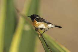 Saxicola sibilla (Linnaeus 1766) resmi