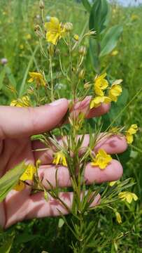 Image of fourflower yellow loosestrife