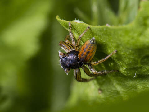 Image of Marpissa pomatia (Walckenaer 1802)