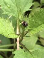 Image of Figwort weevil