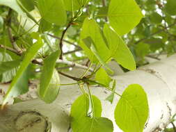 Image of Populus ciliata Wall. ex Royle