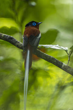 Image de Gobemouche paradis malgache