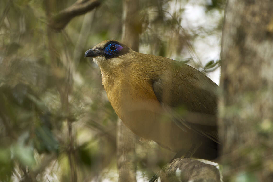 Image of Giant Coua