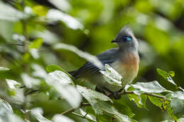 Image of Crested Coua