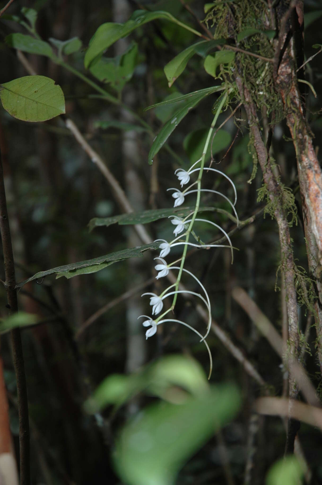 Image of Aerangis articulata (Rchb. fil.) Schltr.