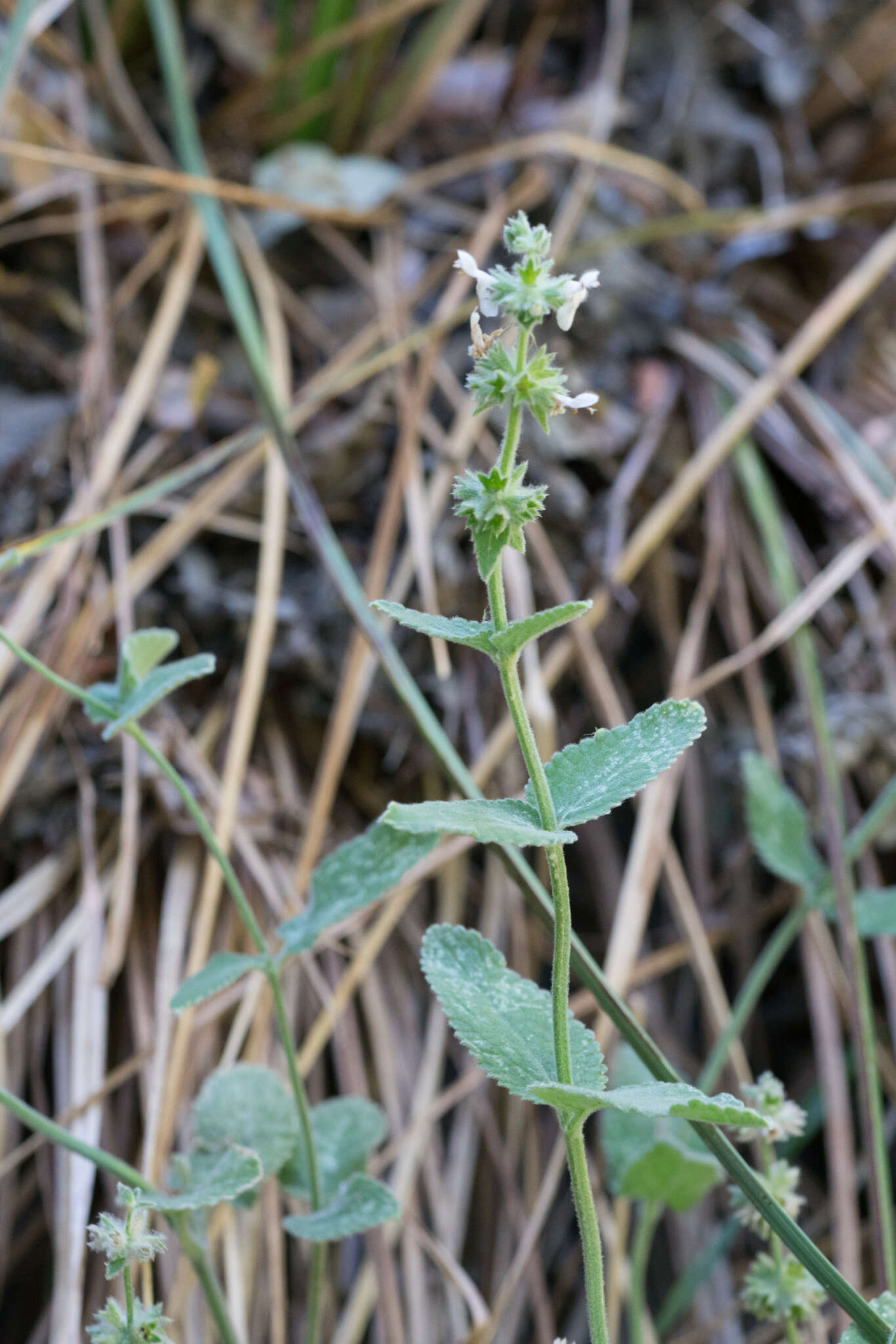 Image of whitestem hedgenettle