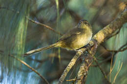 Image of Madagascar Brush-warbler