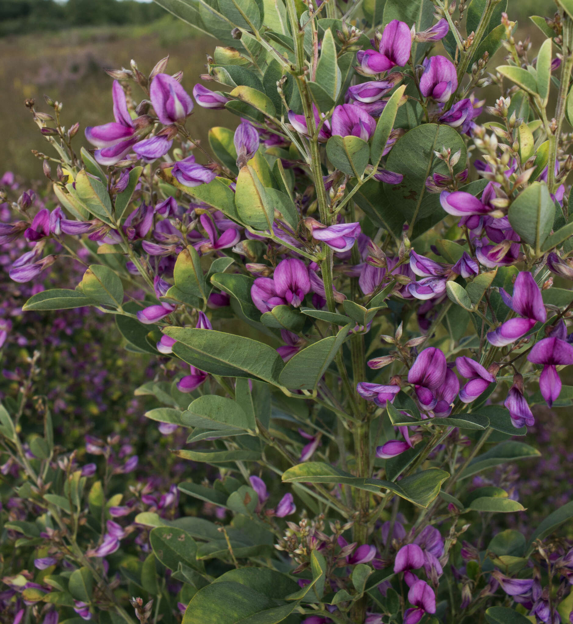 Sivun Lespedeza thunbergii (DC.) Nakai kuva