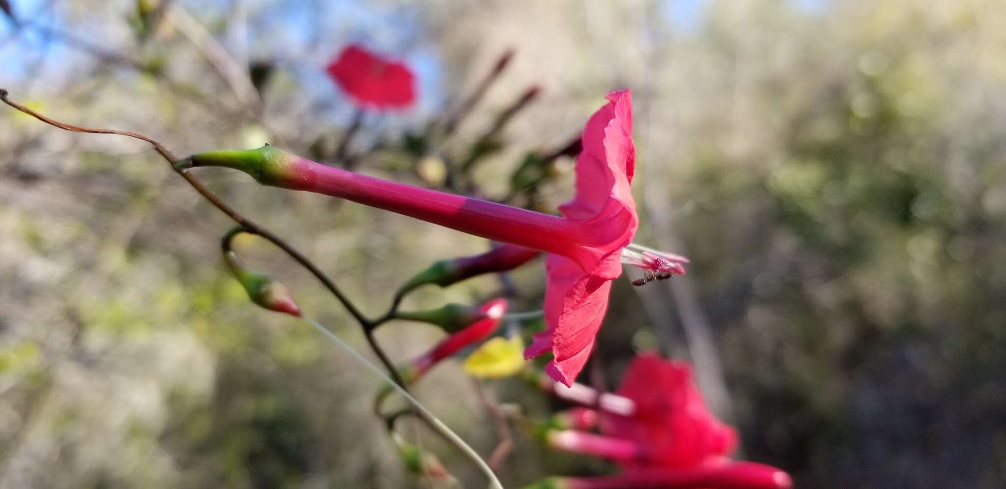 Слика од Ipomoea microdactyla Griseb.