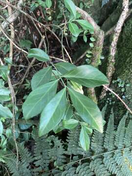 Image of Euonymus spraguei Hayata