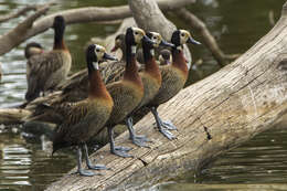 Image of White-faced Whistling Duck