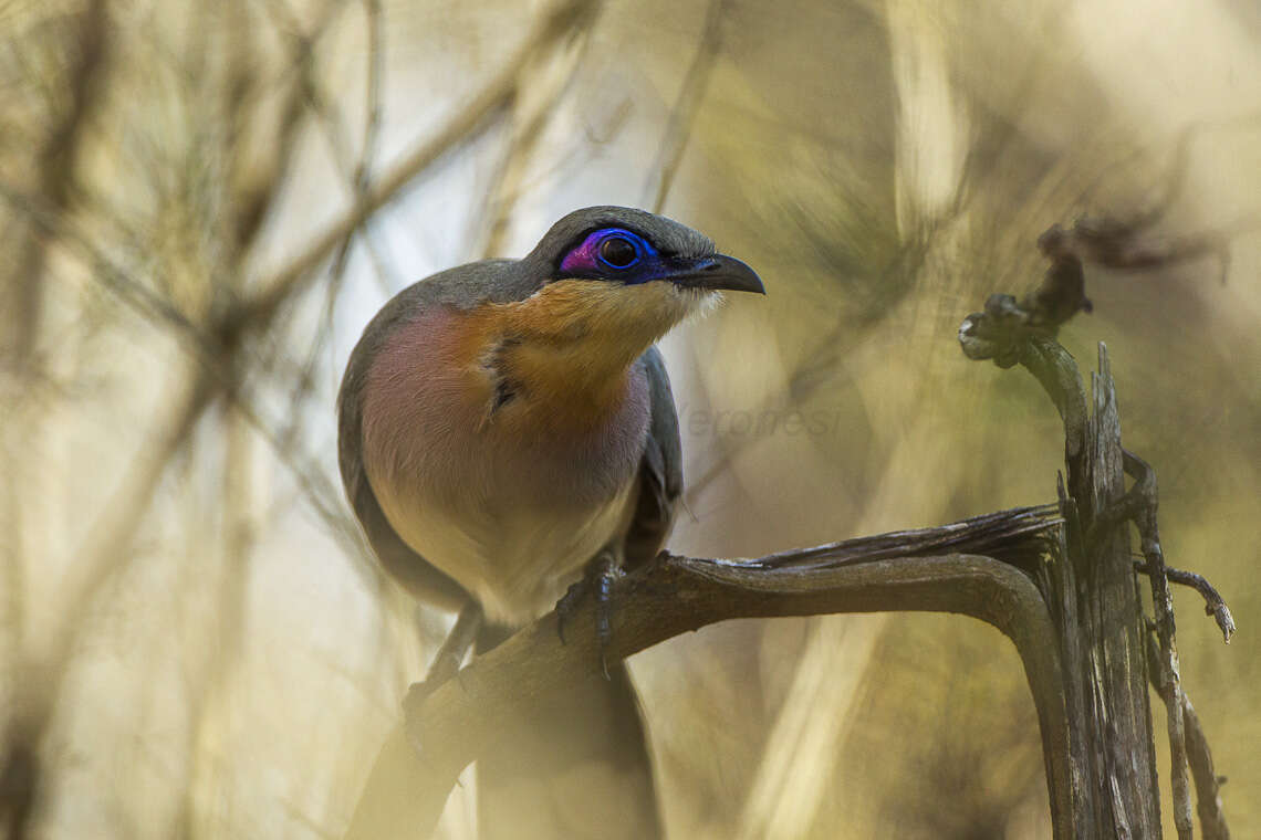 Image of Coua Schinz 1821