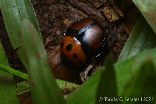 Imagem de Canthon quinquemaculatus Castelnau 1840