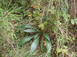 Imagem de Digitalis laevigata Waldst. & Kit.