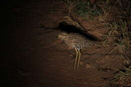 Image of Cape Thick-knee