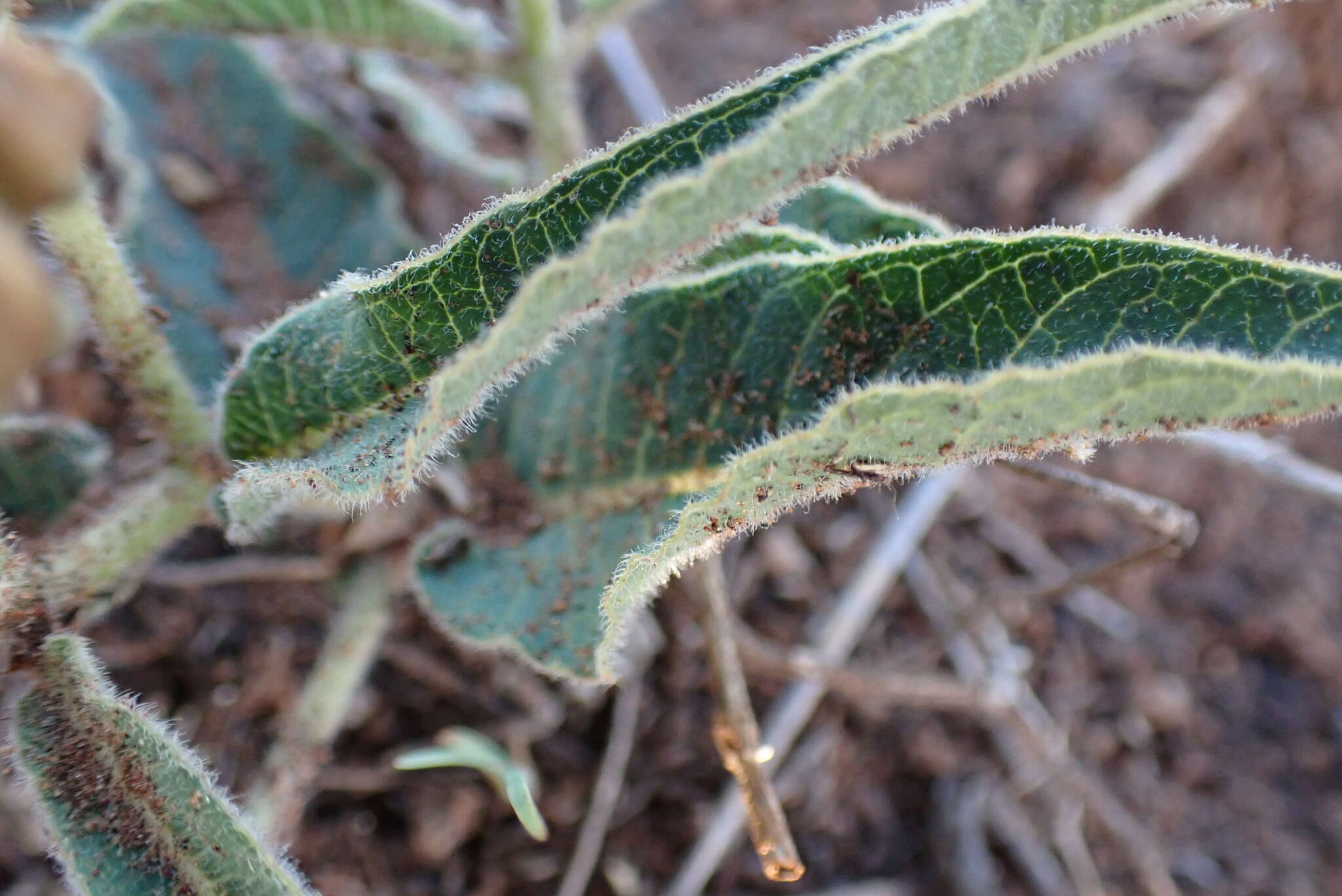 صورة Asclepias meliodora (Schltr.) Schltr.