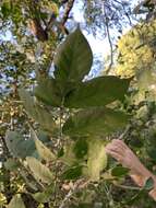 Plancia ëd Trichilia americana (Sessé & Mociño) T. D. Pennington