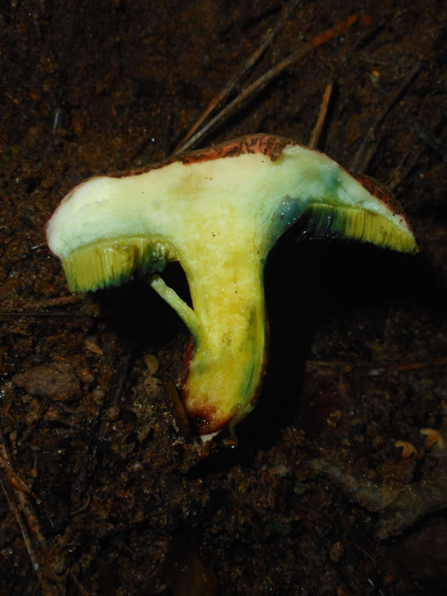 Sivun Xerocomellus cisalpinus (Simonini, H. Ladurner & Peintner) Klofac 2011 kuva