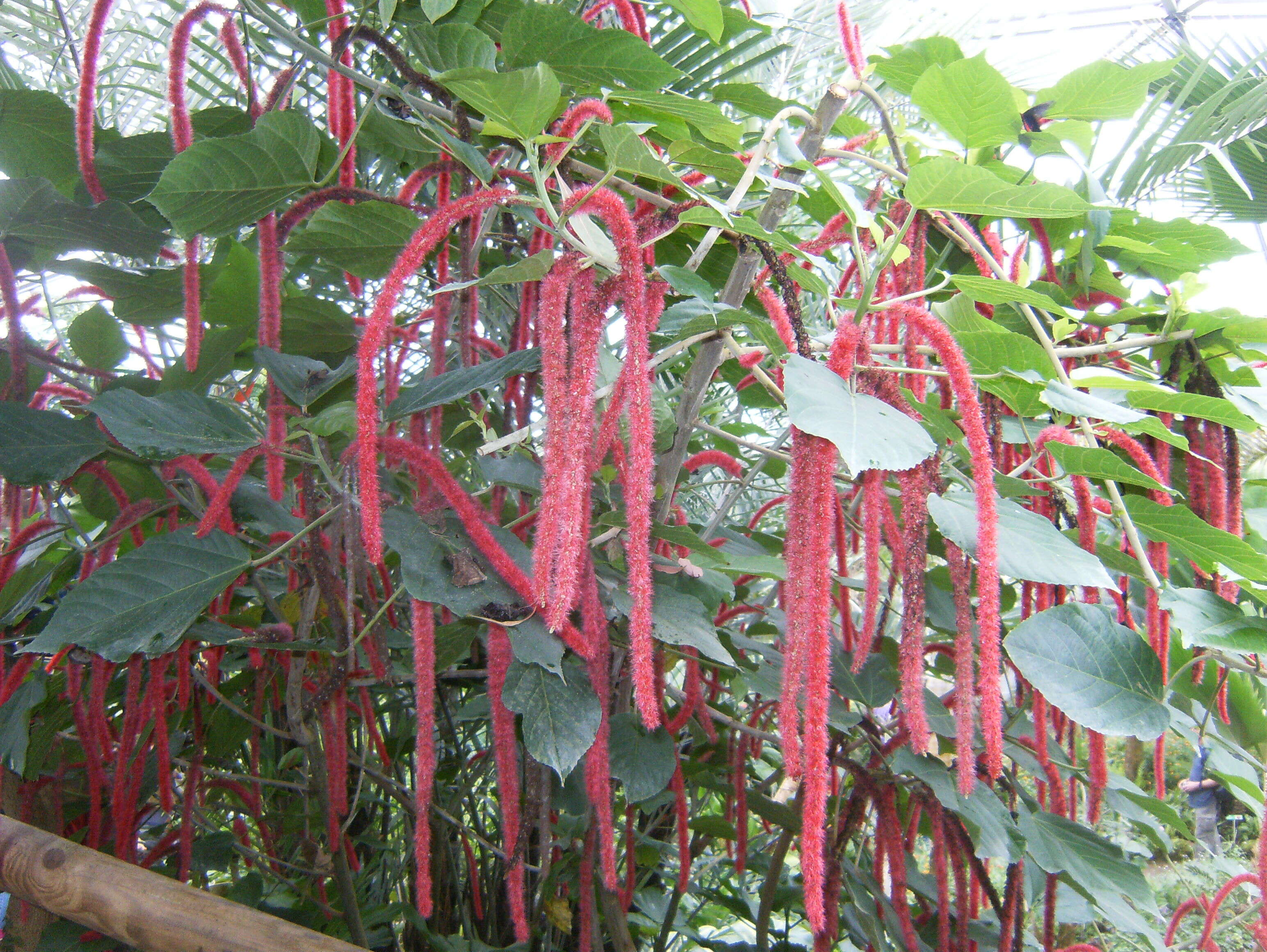 Imagem de Acalypha hispida Burm. fil.